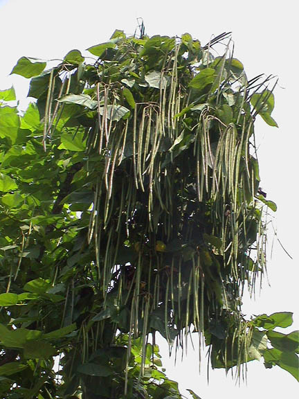 22-long-bean-tree